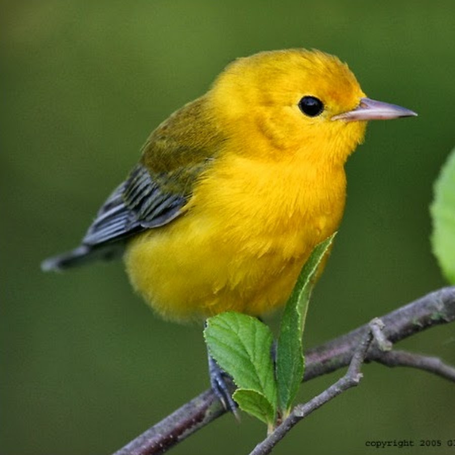 Музыка звонка птицы. Поющая птичка с жёлтой головой. Аудио звук птицы. Птицы фото со звуком.