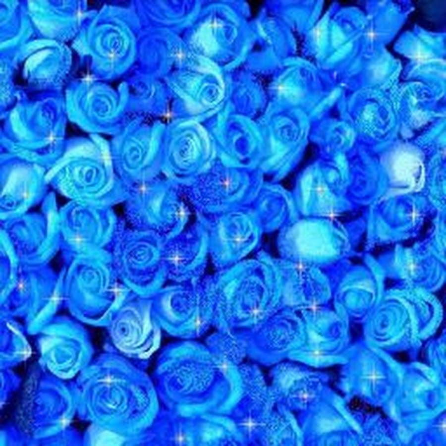 Открытки синего цвета. Букет синих роз. Красивый букет синих роз. С днём рождения синие розы.