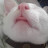 박물관고양이