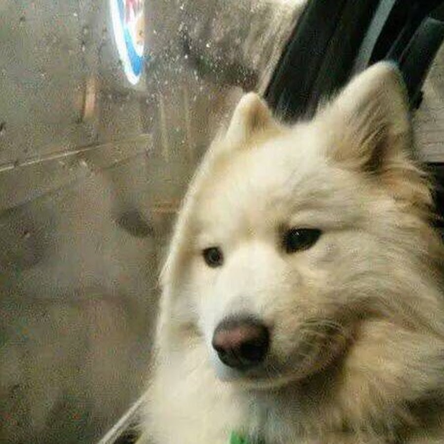 Собака проснулась в машине