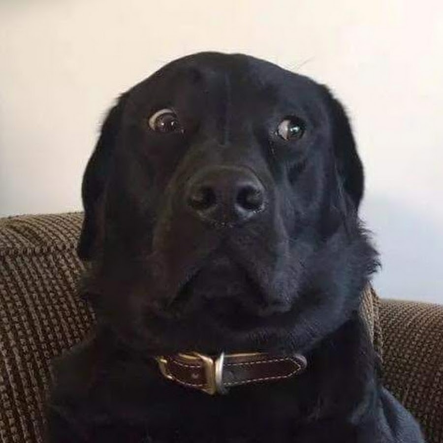 Лабрадор мем. Лабрадоры видео смешные. Мемы про лабрадоров. Щенок лабрадора Мем