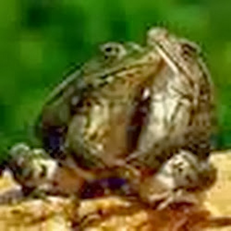 ловлю жабу. две жабы. задачка про лягушек. что любит лягушка. задания с лягушками.