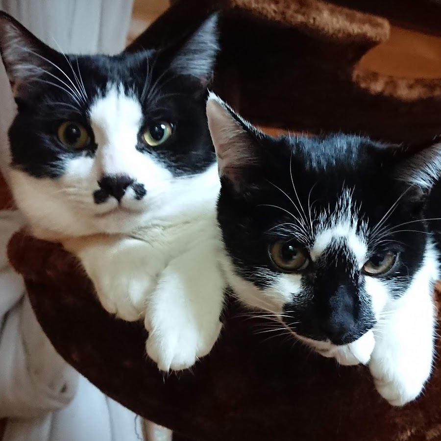 はちわれbrother S Youtube