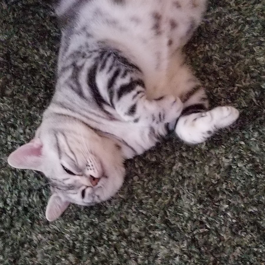 あばると あーちゃん abaluto Youtube