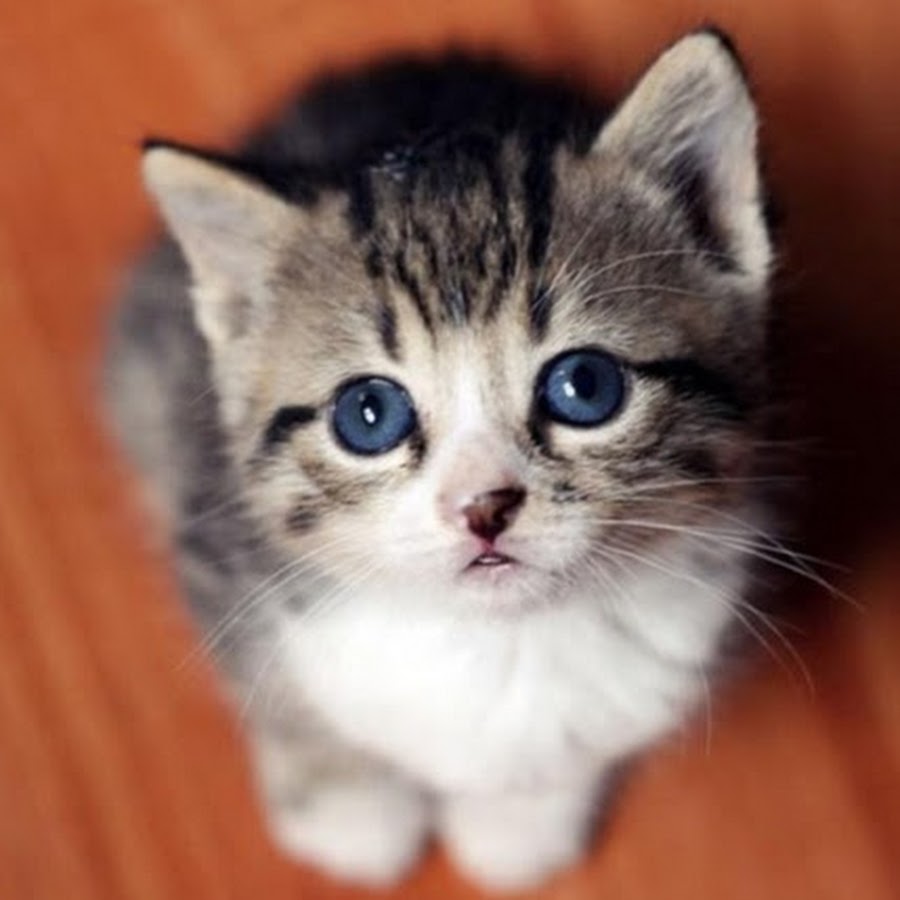 Котик мимими. Прикольные котята. Милые котейки. Милый котик. Милый котенок.