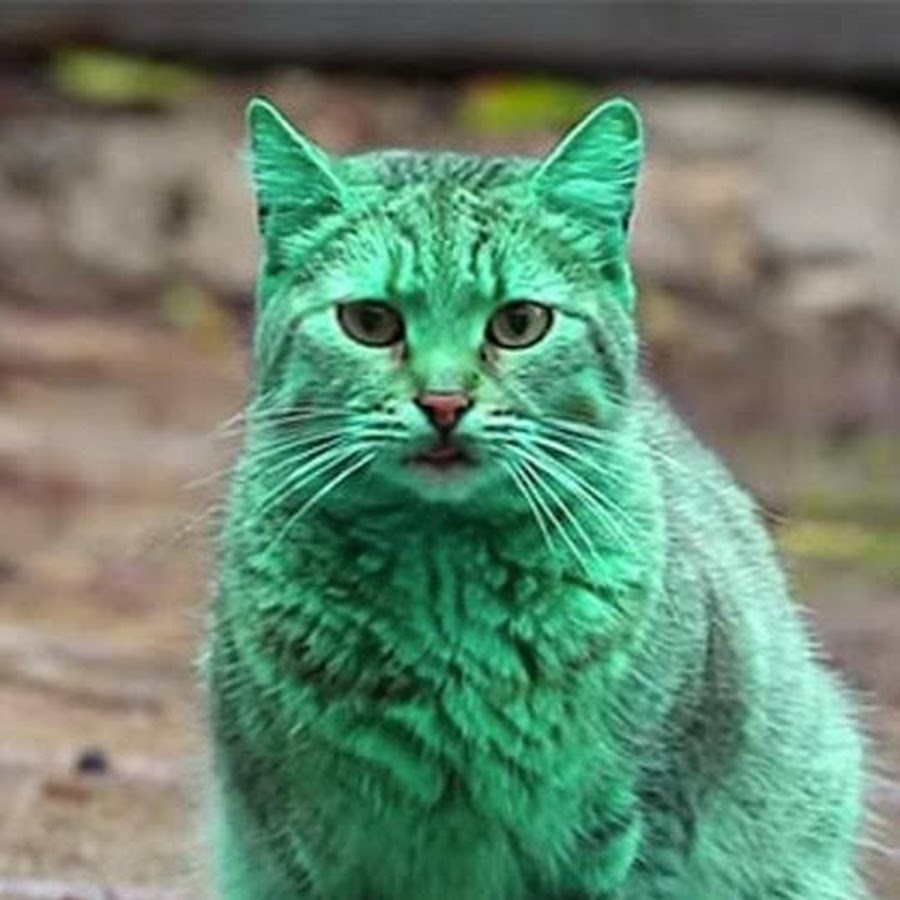 Зеленая кошка спортивная ул 4а фото