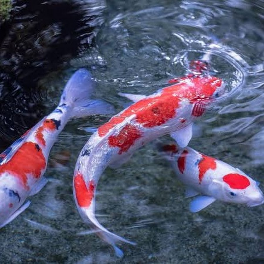 Нейроарт кои. Zen koi 2 уровень. Рыбка кои 3д модель. Таблица рыб из игры zen koi. 99.