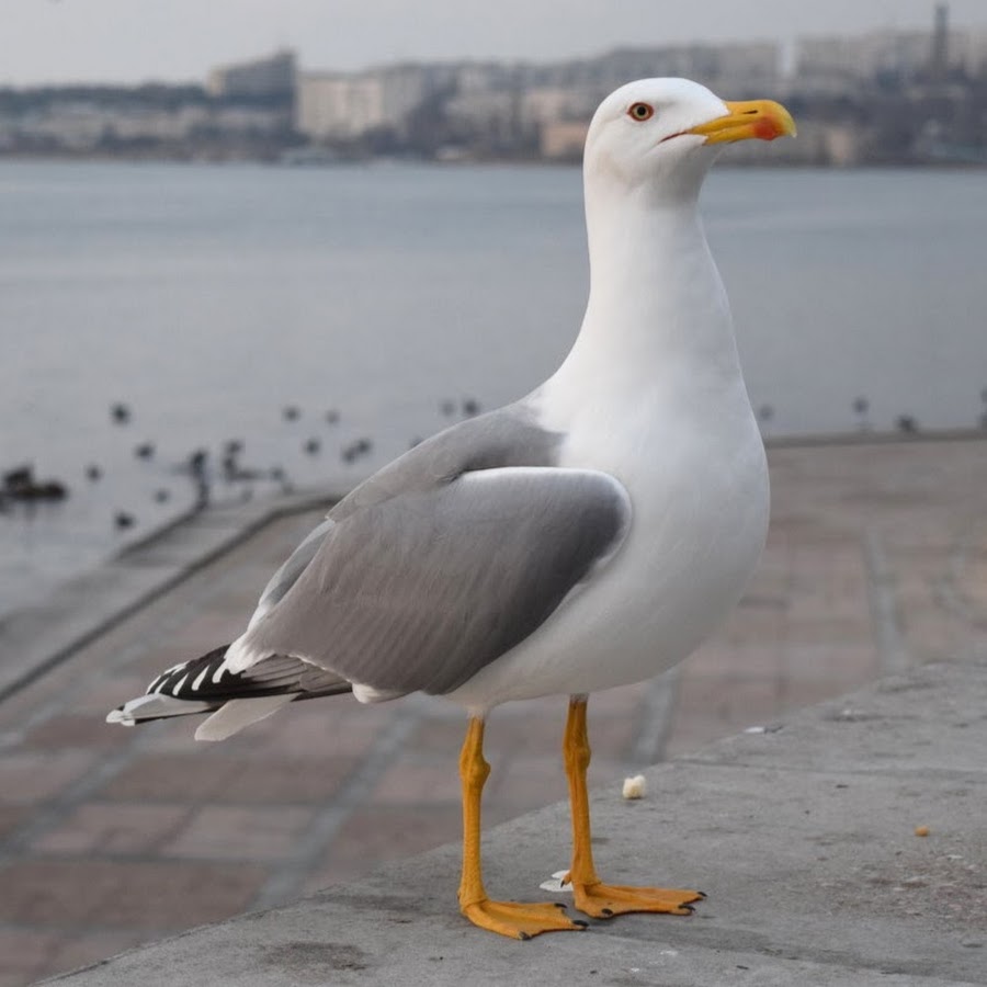Виды чаек фото