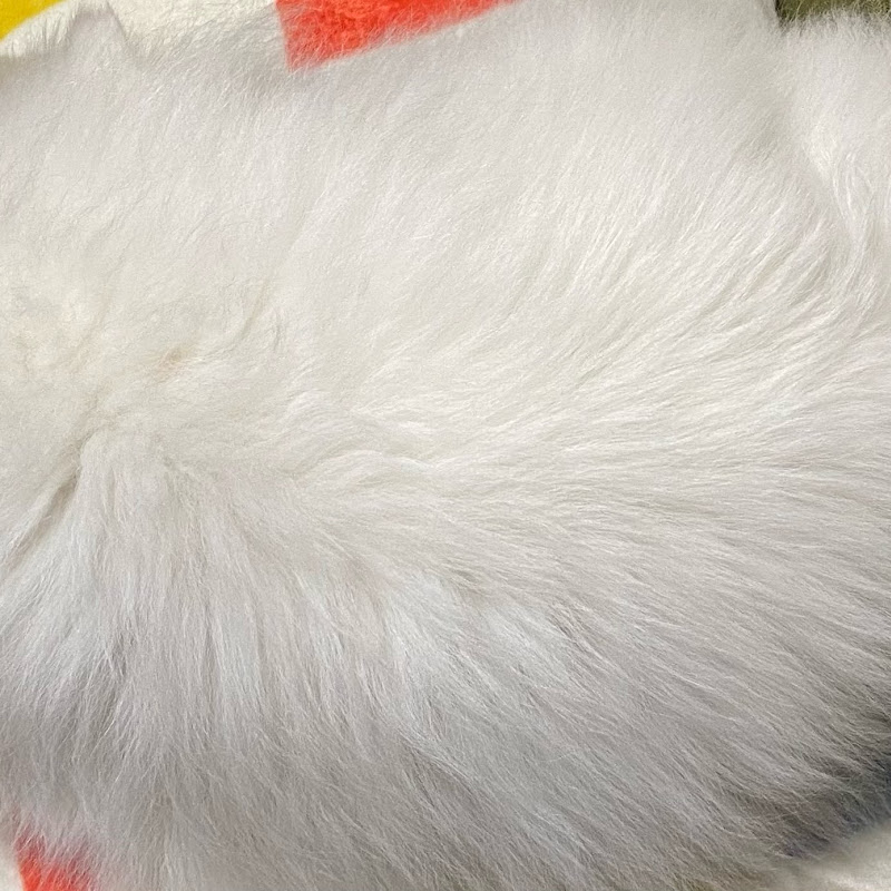 さなち - 網紅的藏寶箱 