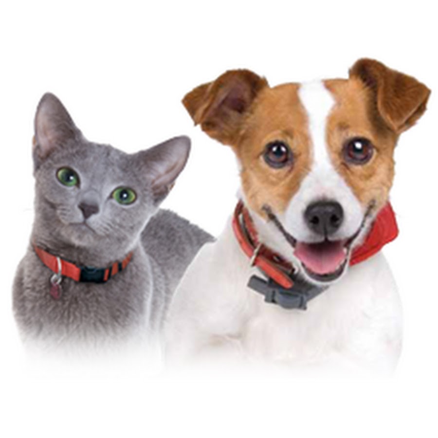 Kinito pet рабочий стол. Щенок png. Кинито картинки. Вакцинация собак. Кинито.