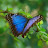 Błękitny Motyl