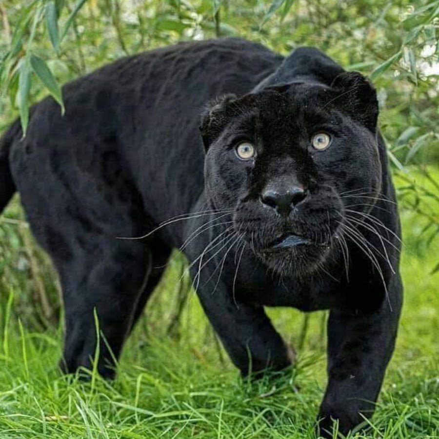 Черный тигр кишан. Черная пантера ягуар меланист. Ягуар меланист. Лев тигр ягуар пантера. Тигр меланист.