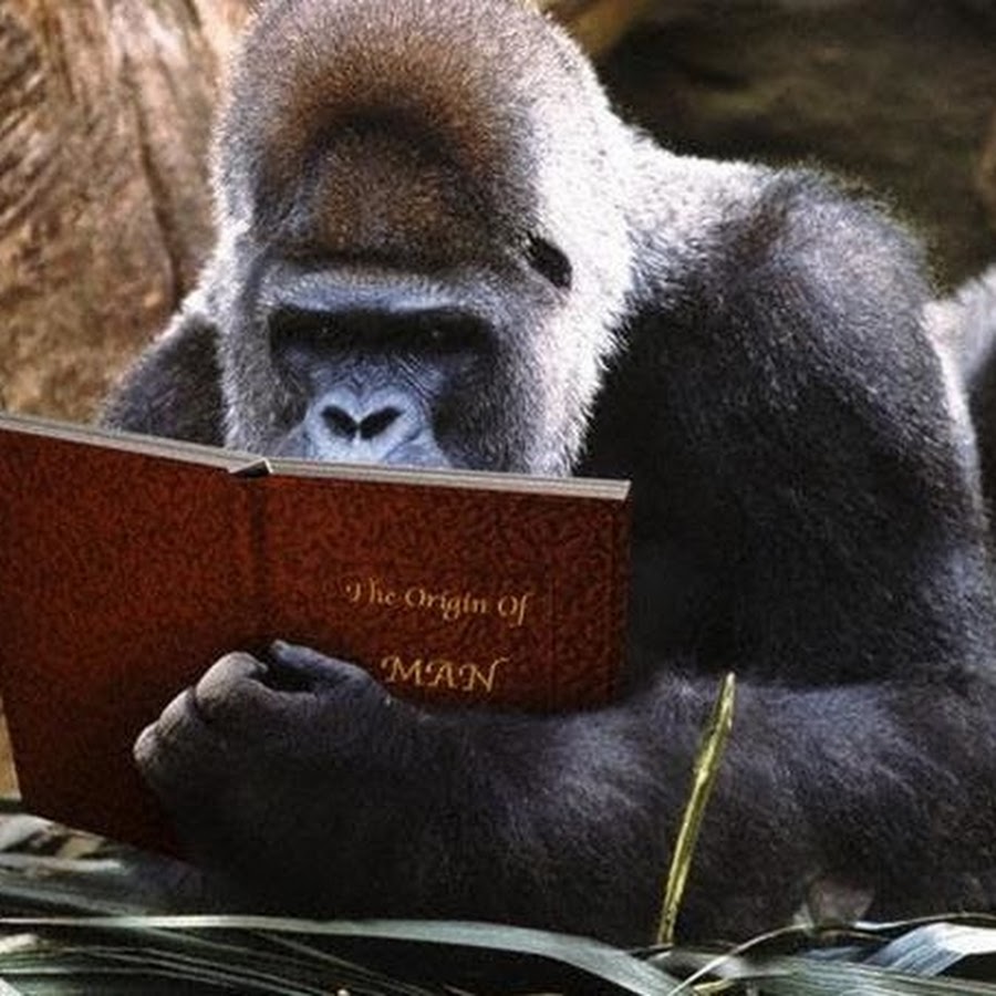 Monkeytape. Купюра с обезьяной. Обезьяна за компьютеро. Обезьяна за столом. Обезьяна за компьютеро.