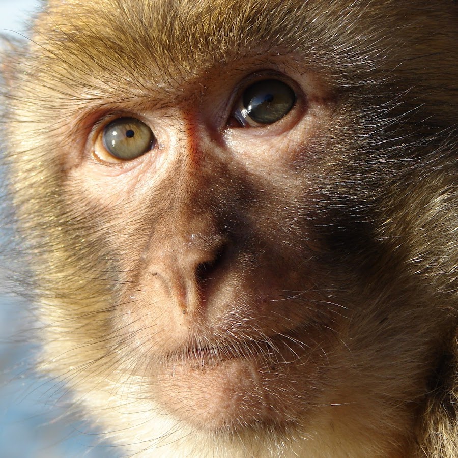 Обезьяна. Макака. Фото обезьяны. Магот рыжий. Звуки мартышки