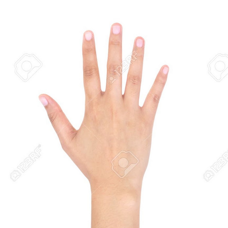 Рука 22 см. Женская рука. Женская ладонь. Рука на прозрачном фоне. Ладонь без фона.