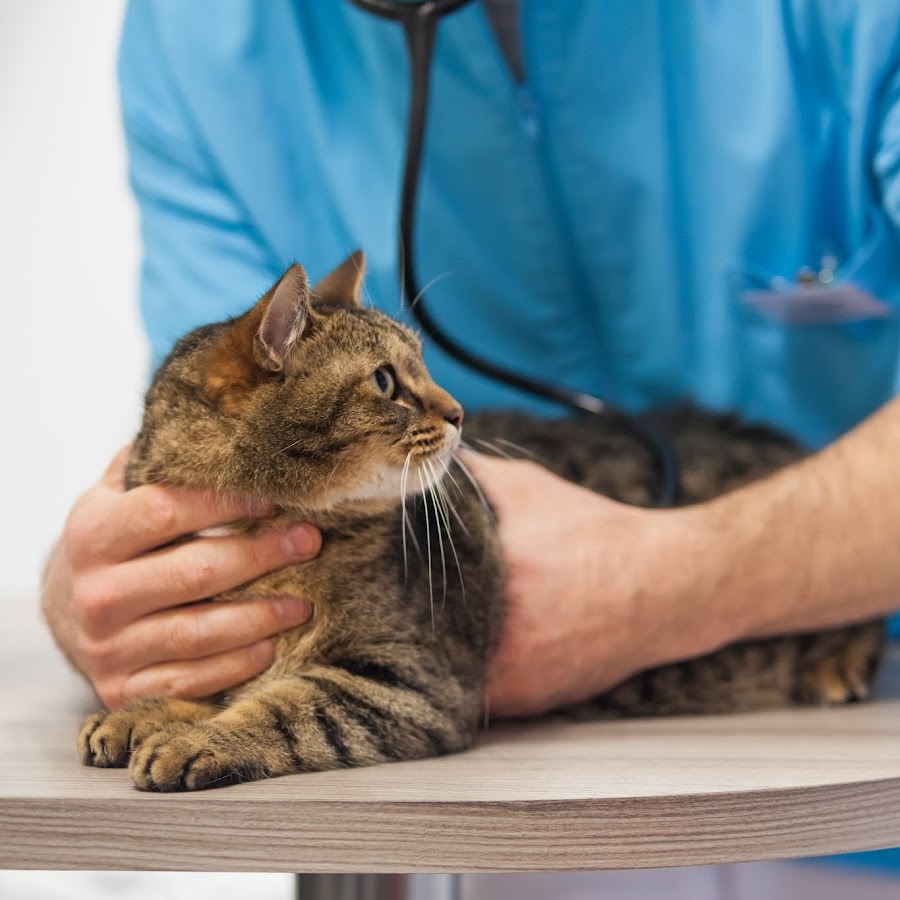 Mon Chat Moi Veterinaire Reserve Aux Chats Youtube