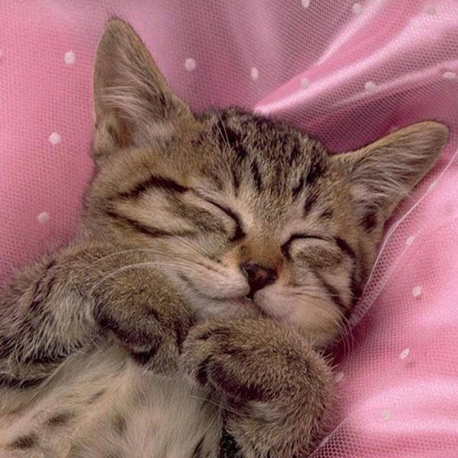 Спокойной ночи картинки котики с сердечками