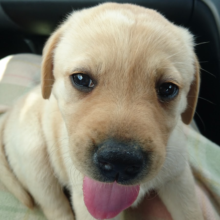 やんちゃ犬しつけチャンネル Youtube