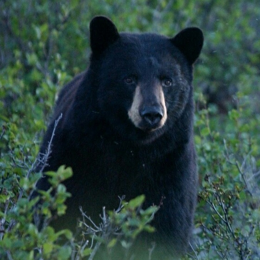 Queen bear. Гималайский медведь и Барибал. Чёрный медведь из Северной Америки. Американский Барибал. Черный медведь Мексика.