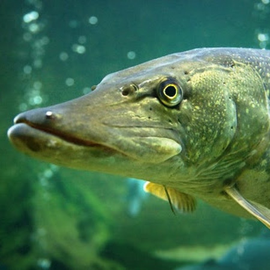 щучий сын. иван щучий сын. Fion щучий патруль 2015 соревнования. щучий сын. ярослава на рыбалке.