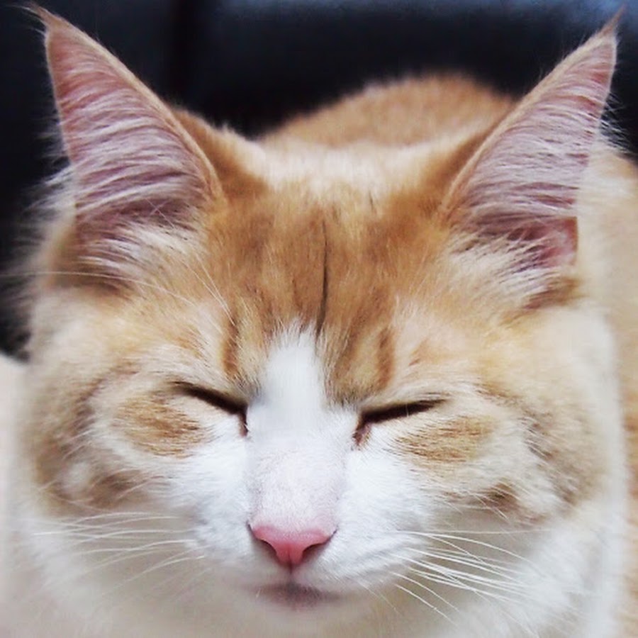 ノル猫チャンネル ねこ工房 Youtube