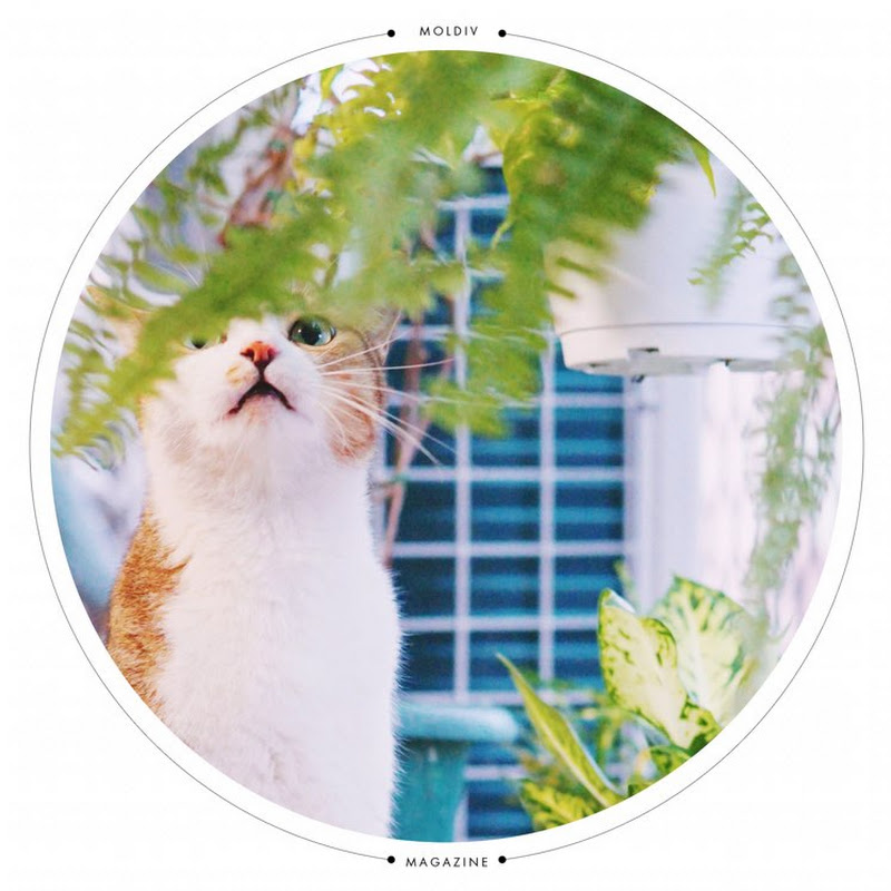 Bowz Liao - 網紅的藏寶箱 