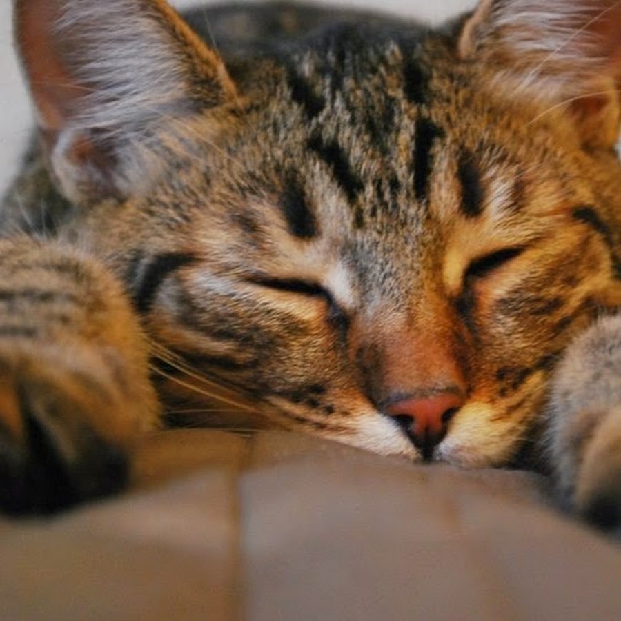 Котенок 1 год. 1 кошачий. 1 кошачий. 1 марты всемирный день клше. 1 кошачий.