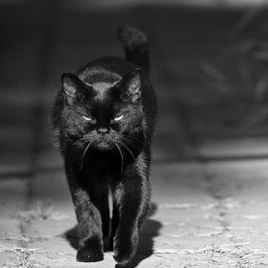 Не черного кота надо бояться а людей с черной душой картинки