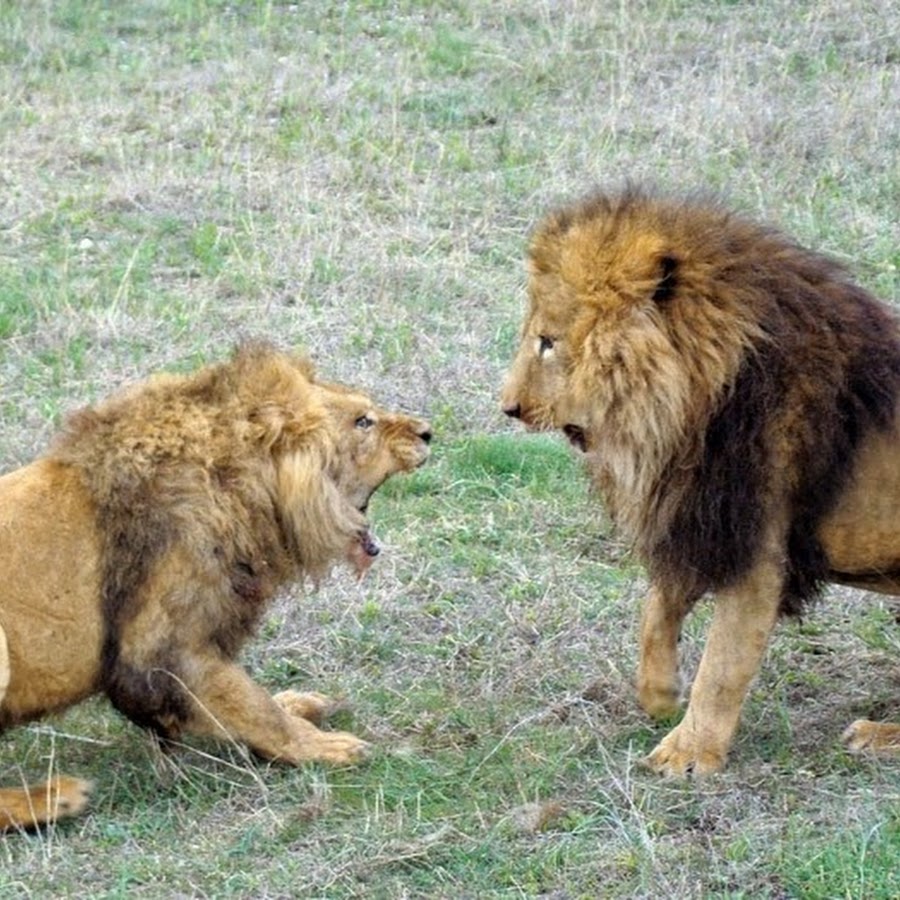 Можно считать что львы. Львы дерутся. Животные дерутся. Лев сражается. Кавказский Лев.