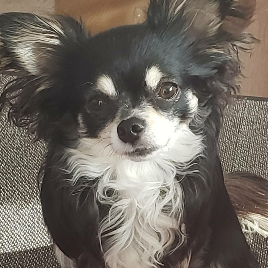 すねこ社長 Youtube