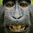 honest ape 8