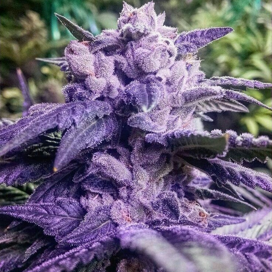 пурпурный сорт конопли