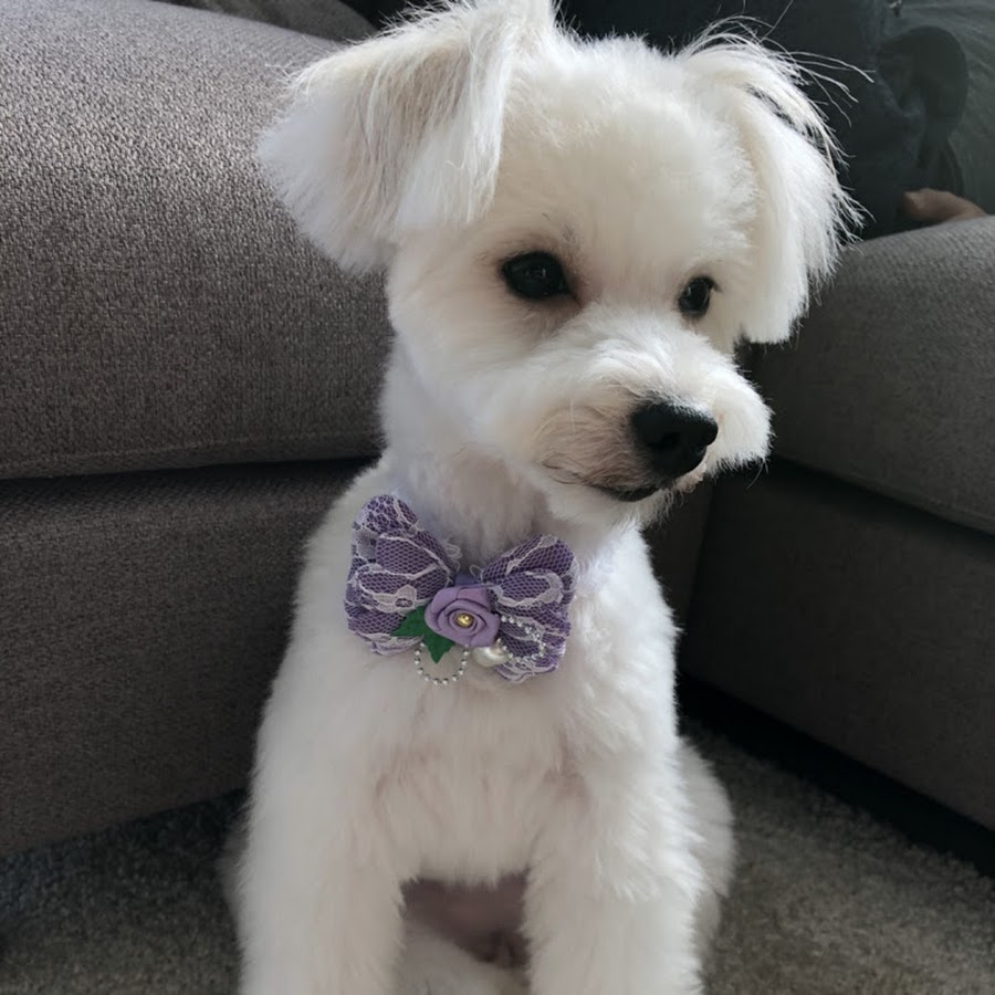 アズリチャンネル Youtube