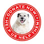 Companion Animal Protection Society - @all4caps YouTube Profile Photo