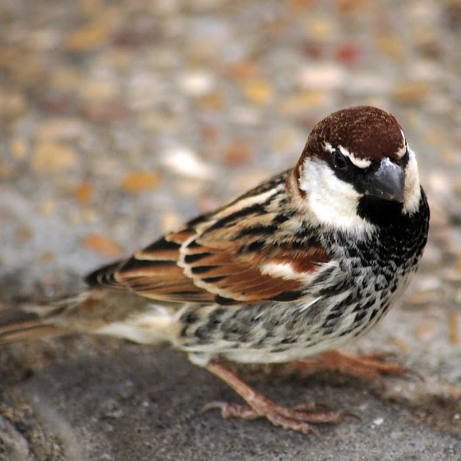 Черногрудый Воробей птица. Монгольский Земляной Воробей. Испанский черногрудый Воробей. Настоящие воробьи