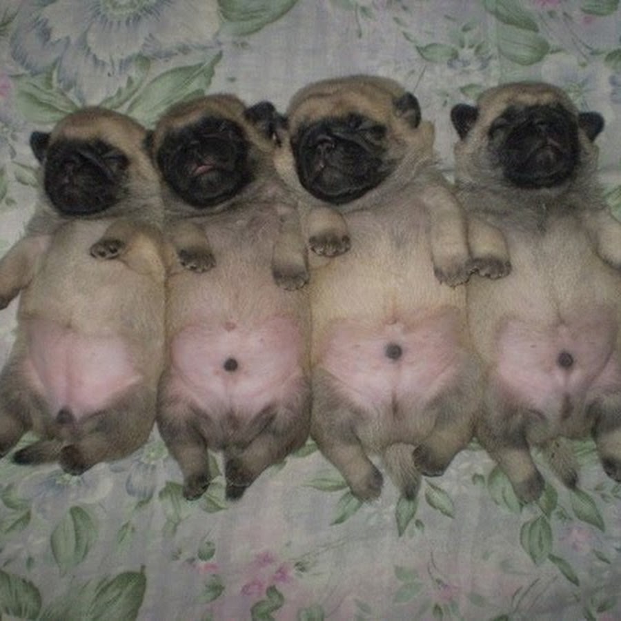 Щенок мальчик. Как отличить собаку мальчика от девочки. Как определить пол еженка. Как отличить мальчика от девочки у собак щенков. Как различить щенка мальчика от девочки.