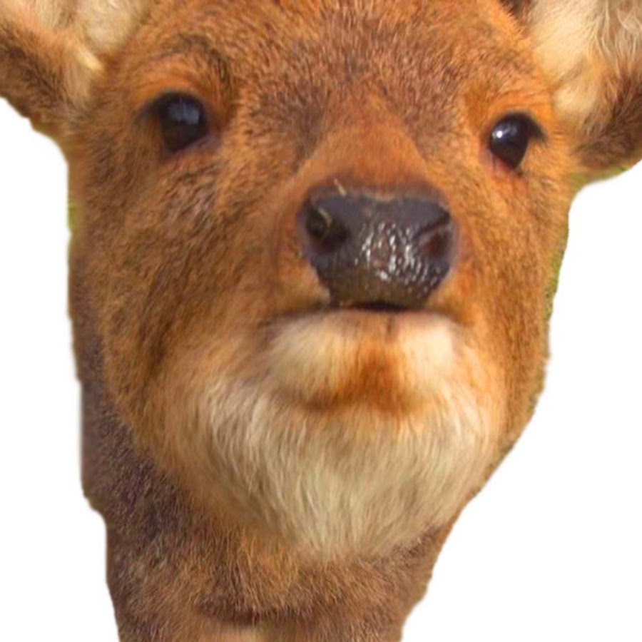 Nara Deer Channel Youtube