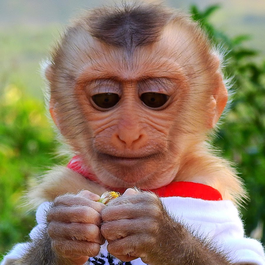 quot;Baby Monkey" "Adorable Monkey" "Fu...