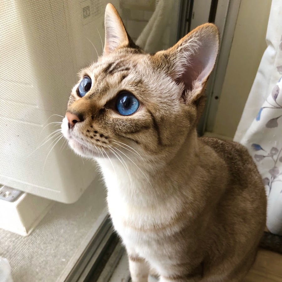 トム ルイスチャンネル Youtube