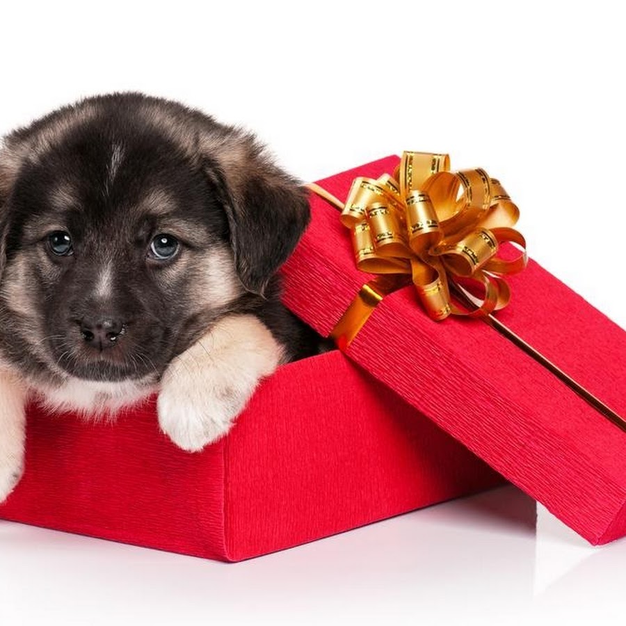 Собачка с подарком. Щенок в подарок. Собака в подарок. Подарок собаке на новый год. Собачка с подарком картинка.