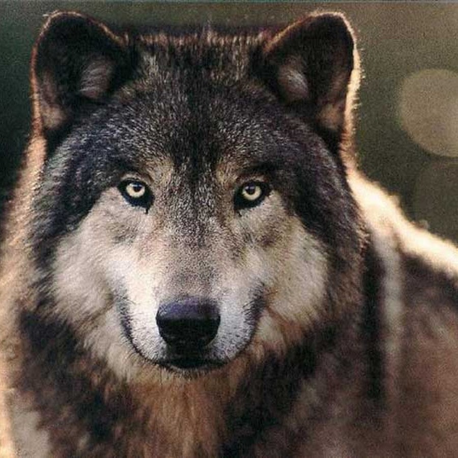 Волк одиночка картинка прикол