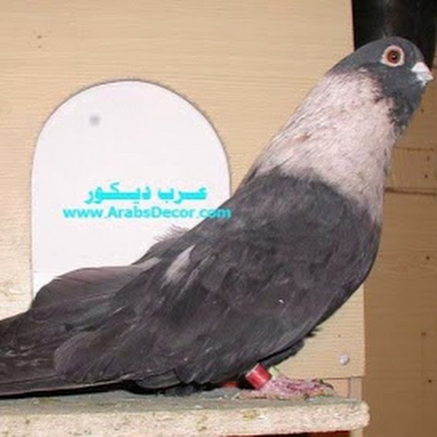 Голуби египетский мараслат. Египетский голубь горлица. Голуби египетский мараслат. Египетский голубей. Голубь породы египетский свифт.