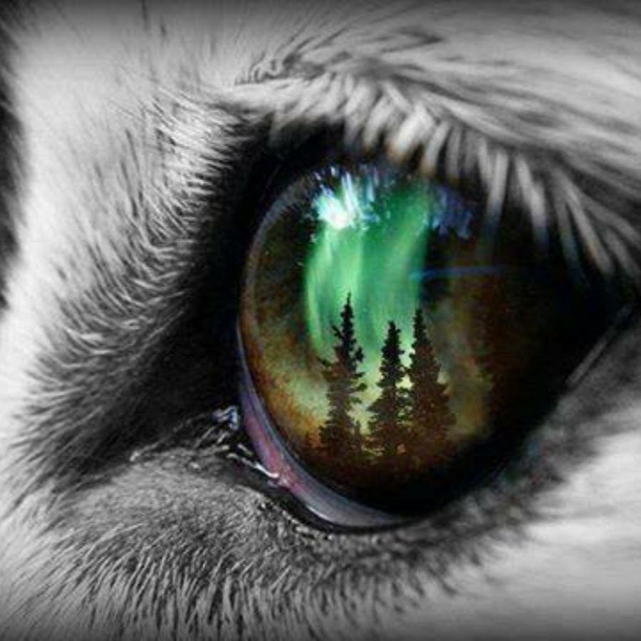 Глазок лесной. Глаз волка. Глаза волка в темноте. Глаза Волков. Цвет глаз волка.