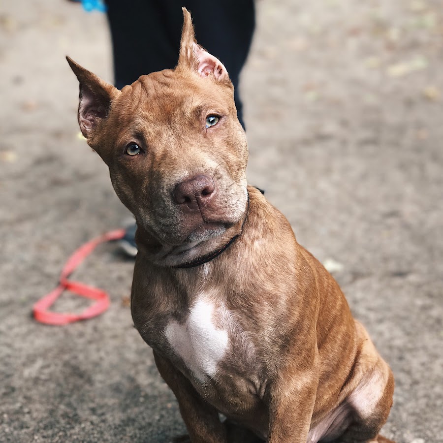 Купирование питбуля. Купирование питбуля. Купирование питбуля. Купирование питбуля. Стаффордширский терьер лиловый.