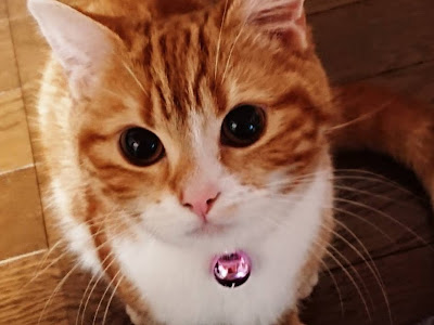 √100以上 ももねこちゃん 118729-ももねこちゃんとごまくん