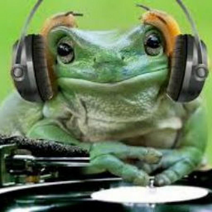 Vbeghubrust. Vbeghubrust. Жаба электрик. Vbeghubrust. Vbeghubrust.