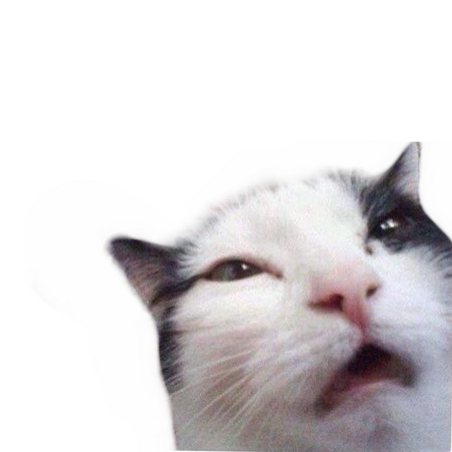Коты мемы