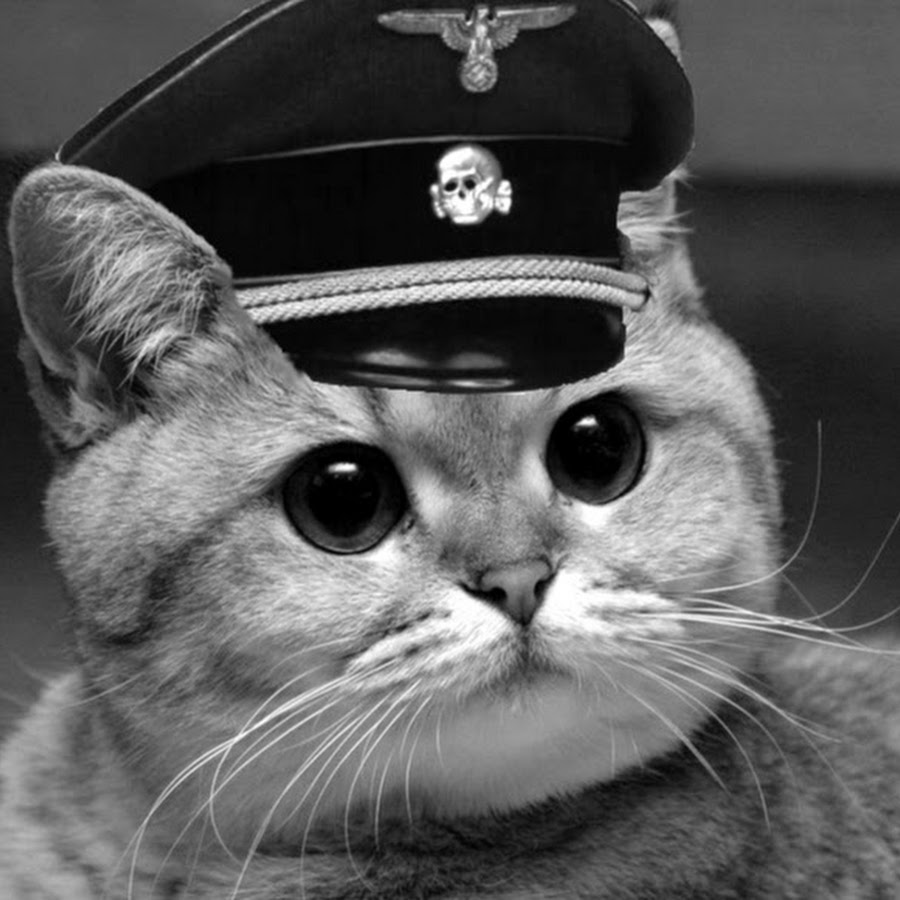 Котики в форме. Котик в форме