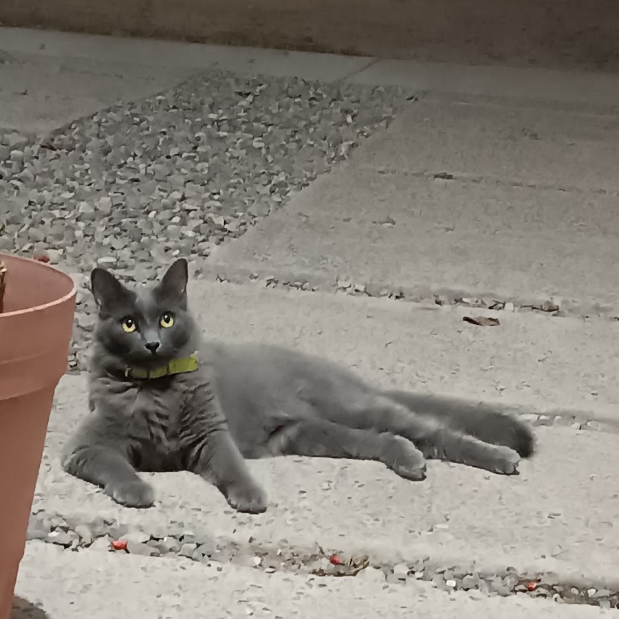 джи вон чиби. джеки чан китаец. джеки чан смешной. чан у и дон гюн чиби. дон гюн чиби.