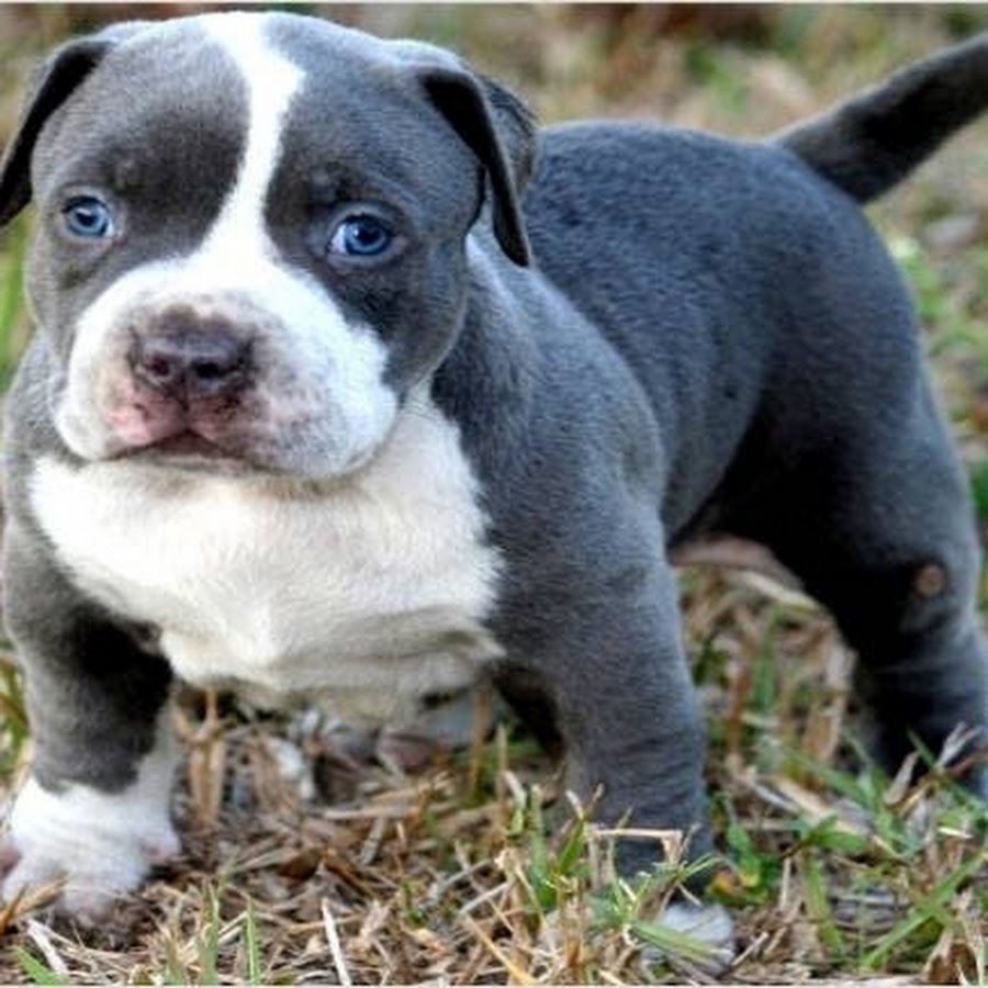 Африканский питбуль. Фото питбуля собаки. Питбультерьер серый. Питбуль. Блю пит.